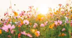 やさしい花の写真