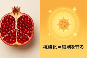 ざくろと抗酸化の画像