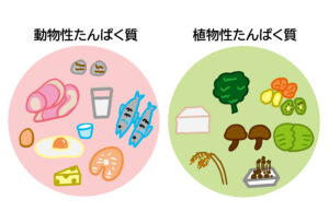 動物性タンパク質と植物性タンパク質