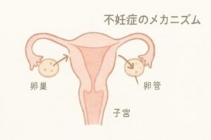 女性の生殖器（卵巣・卵管・子宮）の簡単な構造図