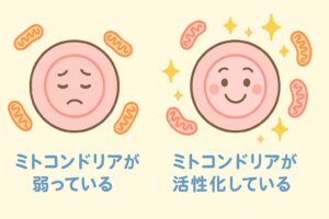 卵子とミトコンドリアの関係の画像