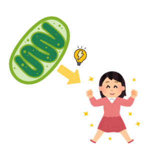 ミトコンドリアとは?の画像