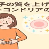 卵子の“元気”をつくるのはミトコンドリア！