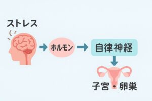 脳（ストレス）→ホルモン→自律神経→子宮・卵巣への矢印フロー図