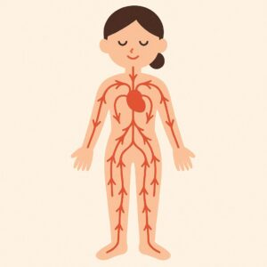 血流のイラスト