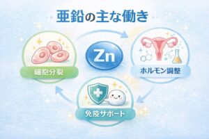 亜鉛の主な働きを示した図。細胞分裂・ホルモンバランス・免疫機能