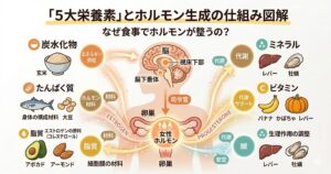 五大栄養素とホルモンの相関図