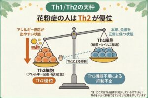 図解、Th1,Th2細胞
