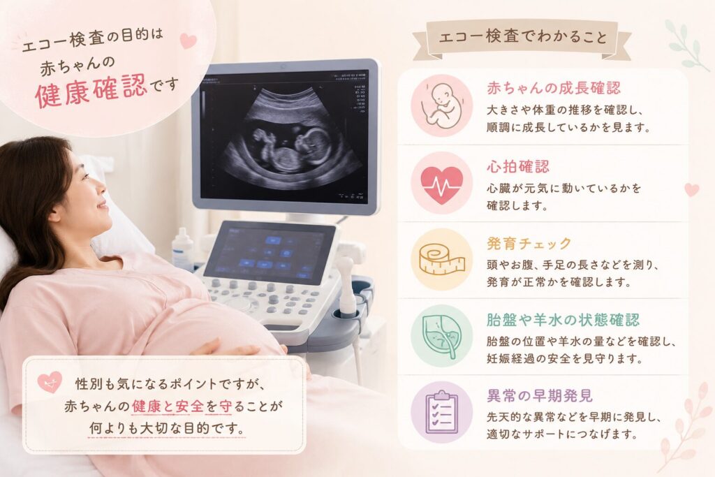 エコー検査の説明画像
