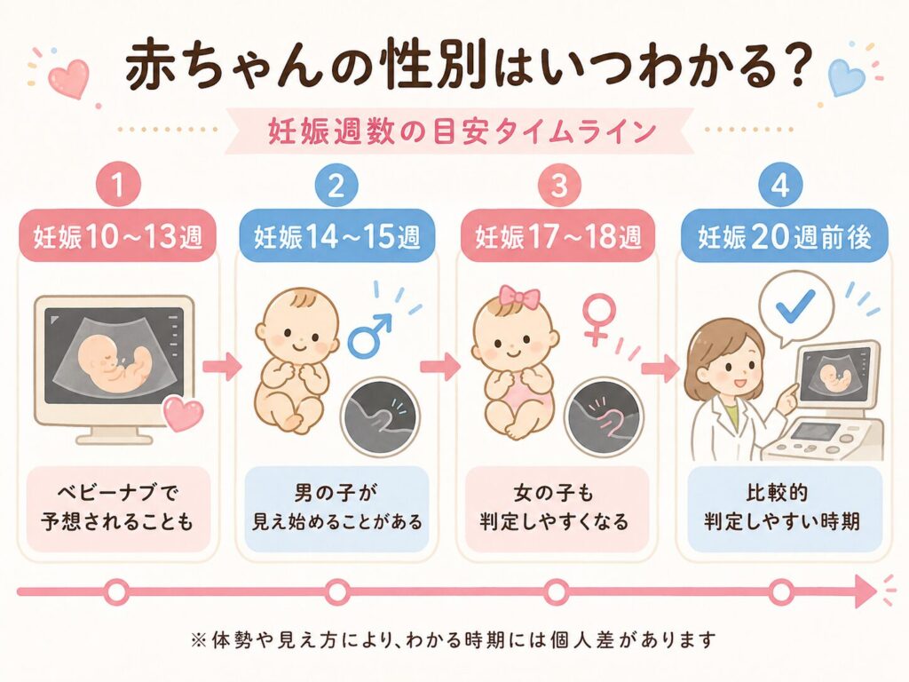 性別がわかるまでのタイムライン画像